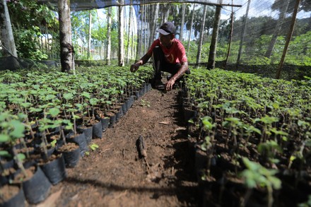 Riset Nilam Aceh Karya Mahasiswa USK Raih Penghargaan Nasional